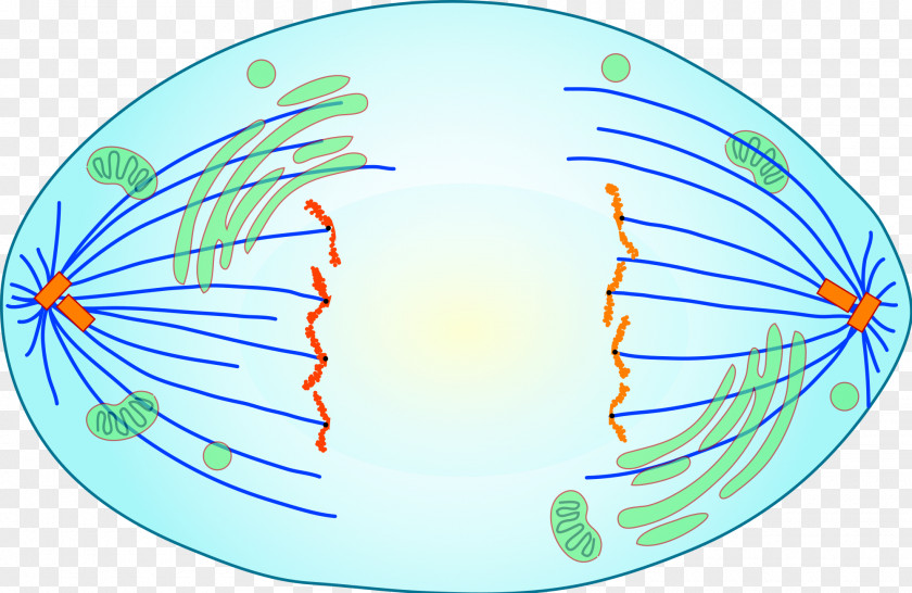 Cells Anaphase Mitosis Meiosis Cell Division Metaphase PNG