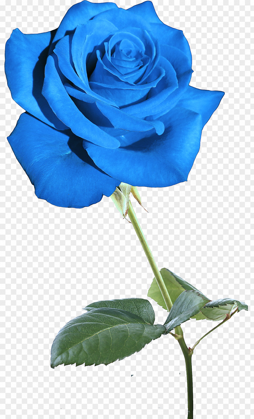 Floribunda Petal Blue Rose PNG
