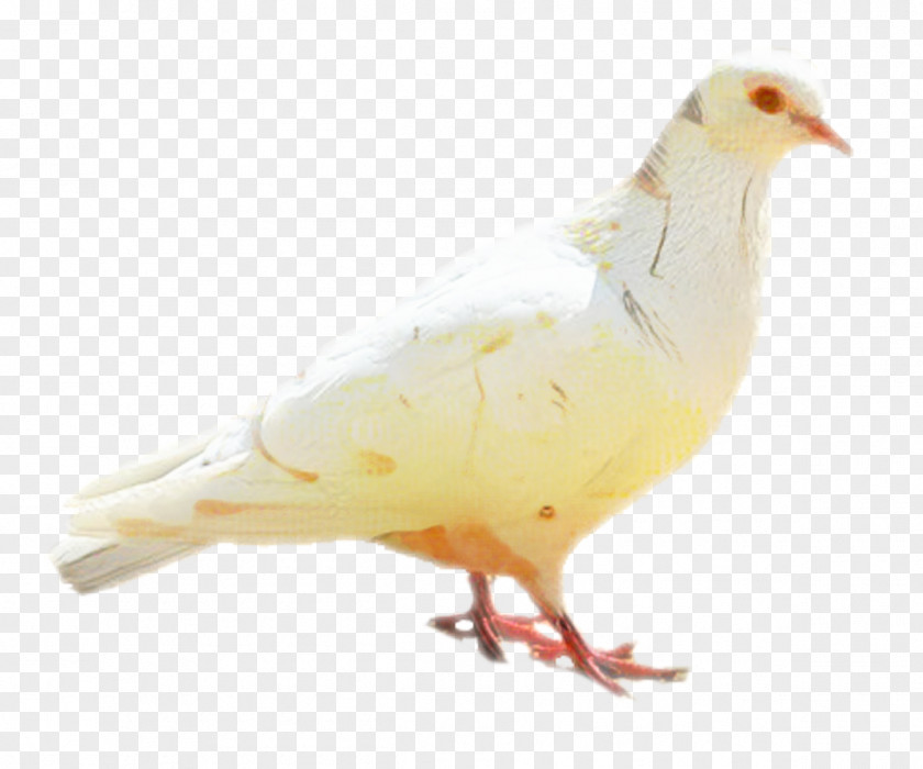 Pigeons And Doves Yellow Chicken Cartoon PNG