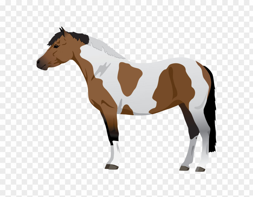 Pinto Horse Mustang Pony Foal Mare Equine Coat Color PNG