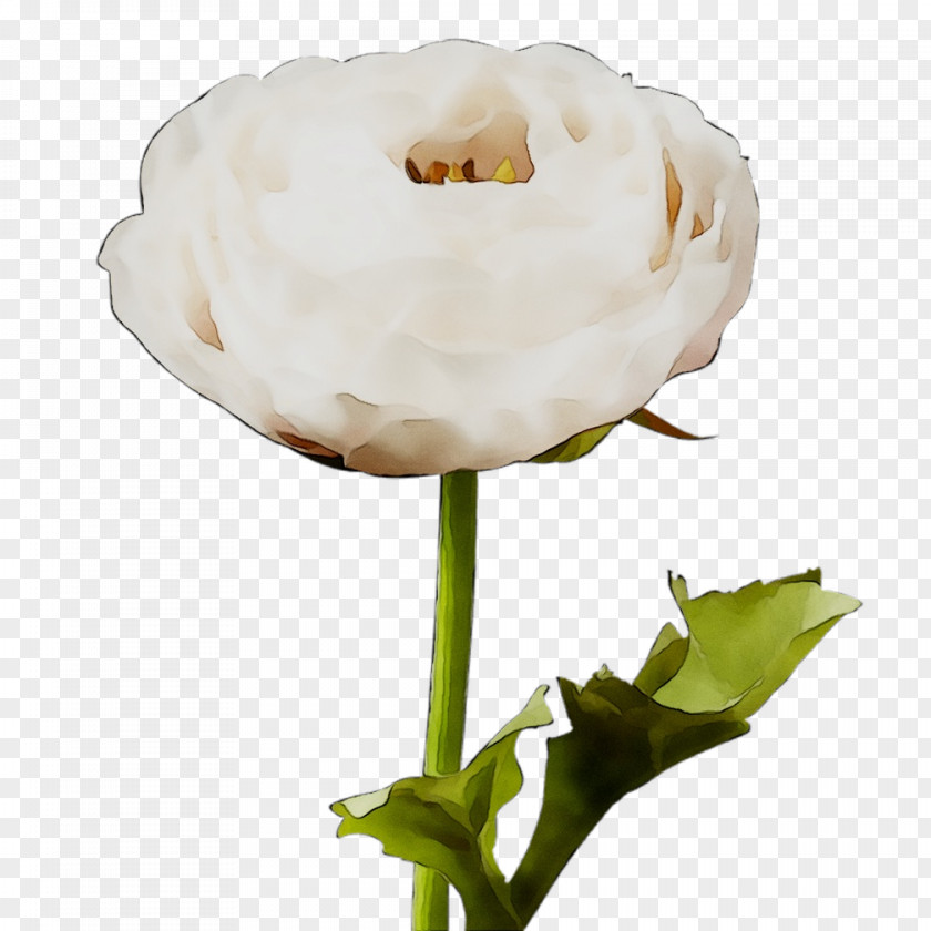 Plant Stem Cut Flowers Plants PNG