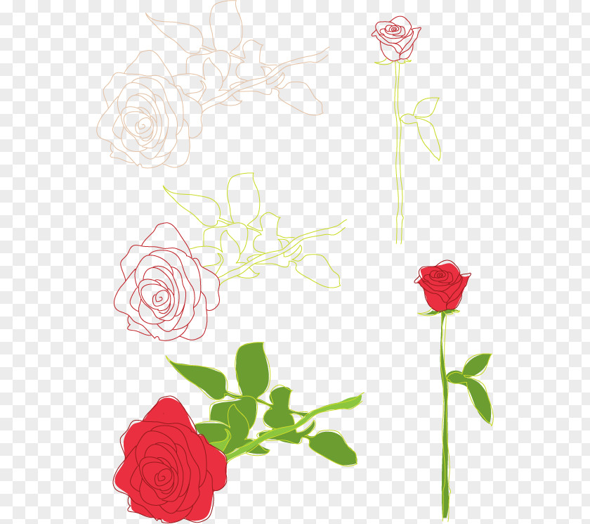 Rose Drawing Clip Art PNG