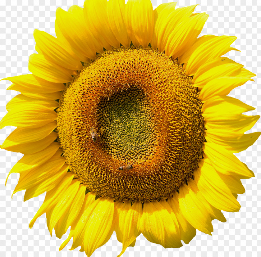 Sunflower Common PNG