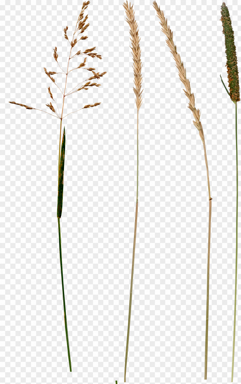 Wheat Digital Image Clip Art PNG