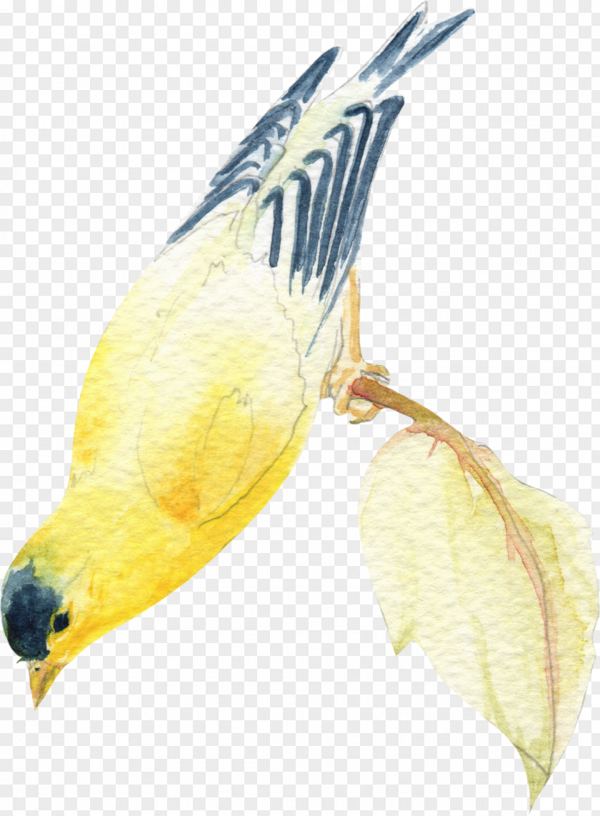 Bird Watercolor Painting Ink Wash Feather PNG