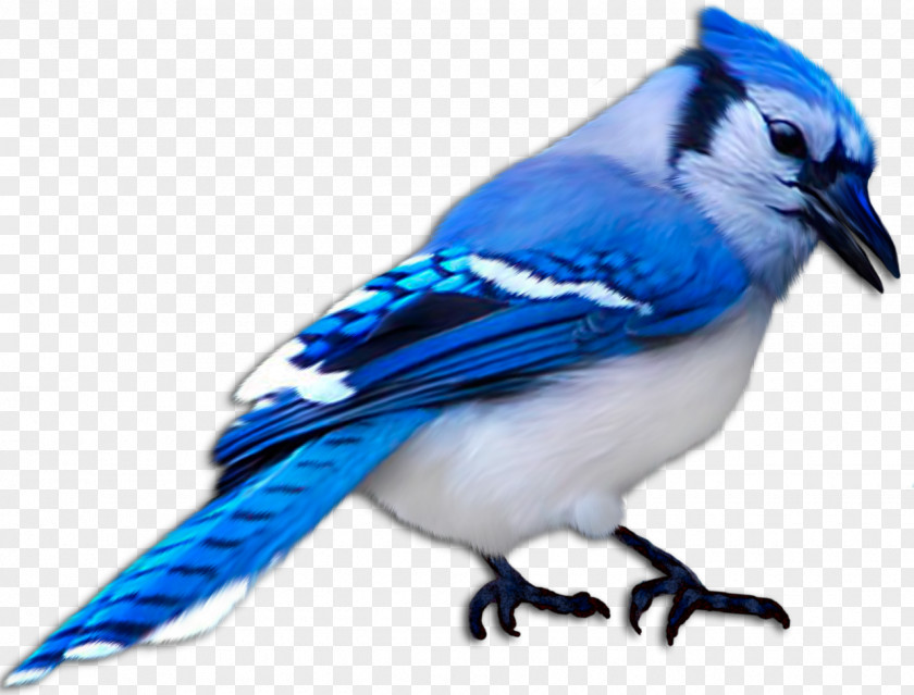 Birds Bird Animal Passerine Blue House Sparrow PNG