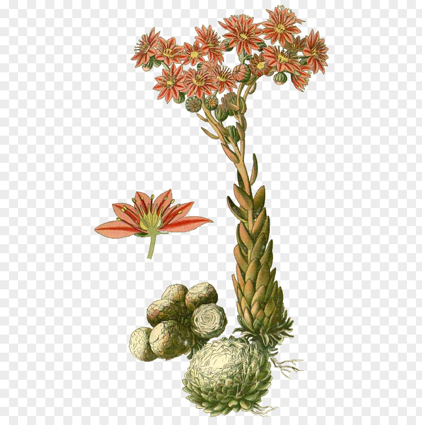 Daucus Carota Common Houseleek Sempervivum Arachnoideum Drawing Echeveria PNG