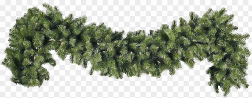 Plant Tree Grass Conifer Pine Family PNG