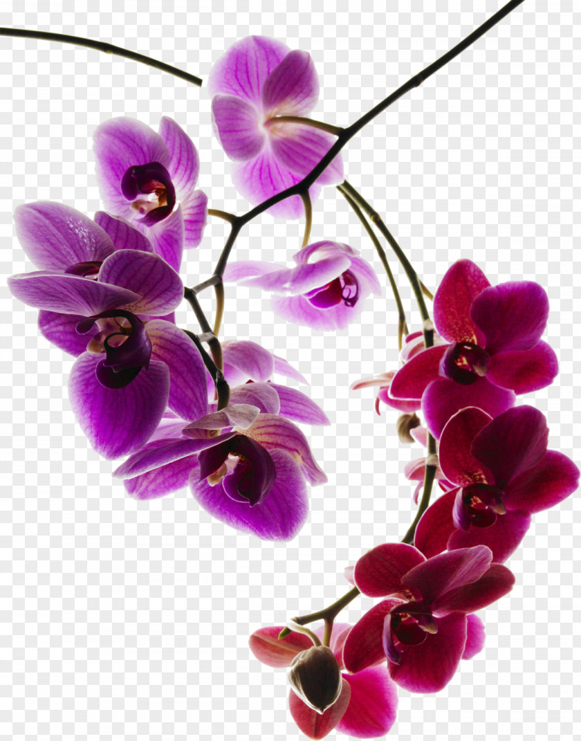 Purple Orchid Moth Orchids Photography Flower PNG