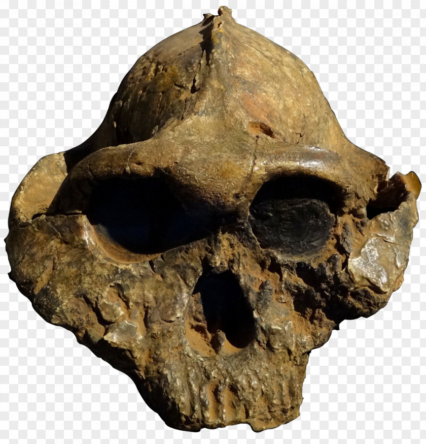 Skull Olduvai Gorge Paranthropus Boisei Robustus OH 5 PNG