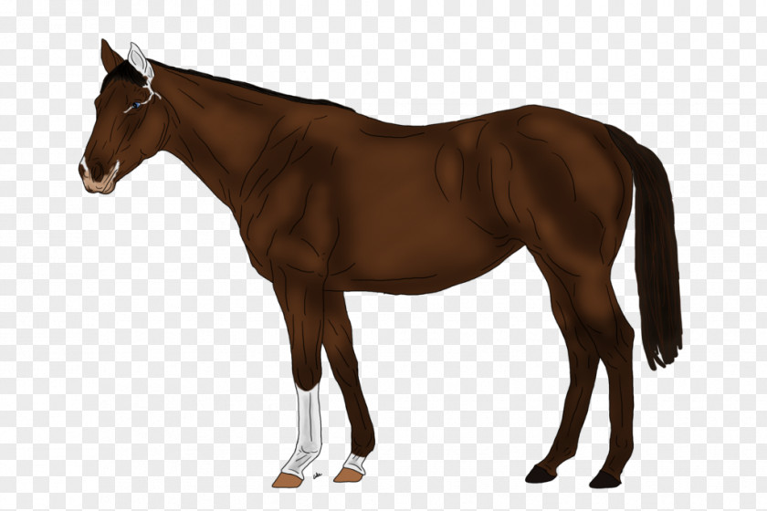 Vapepoint Pvs American Quarter Horse Missouri Fox Trotter Mare Stallion Paint PNG