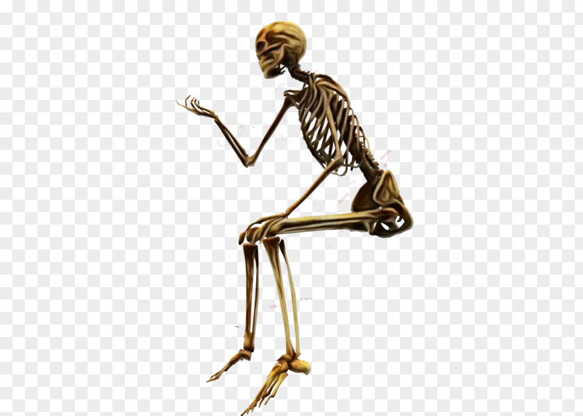 Balance Muscle Skeleton Joint Shoulder Leg PNG