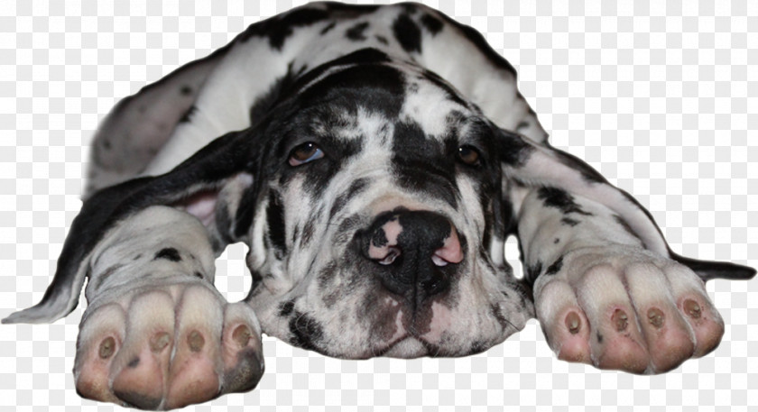 Black Dog Great Dane Breed Guard Non-sporting Group Snout PNG