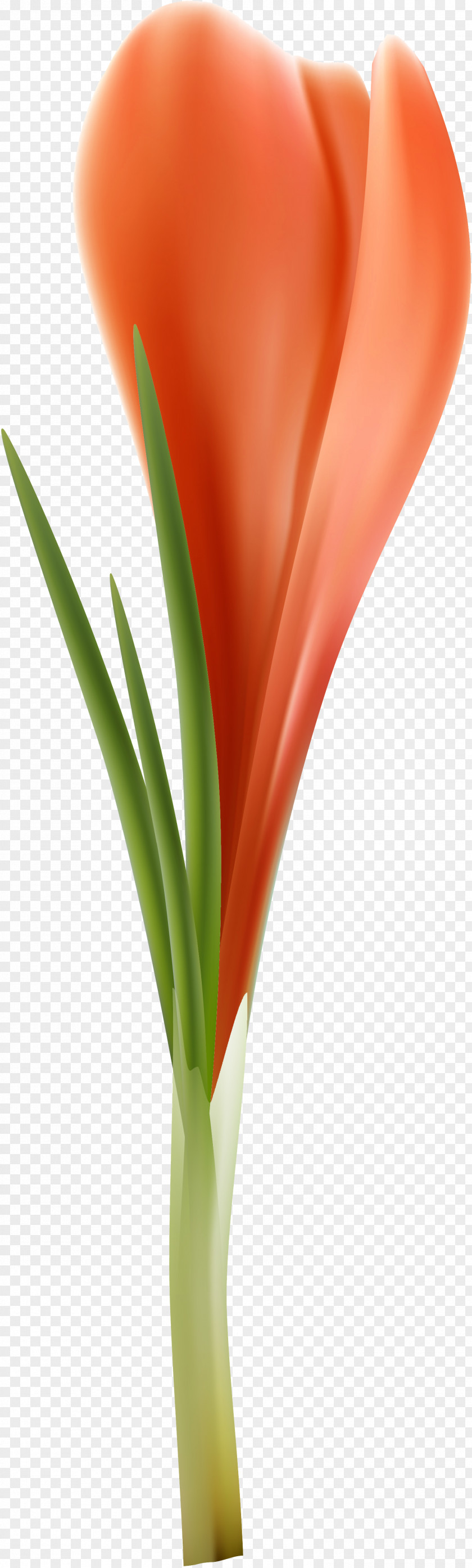 Crocus Flower Petal Plant Stem Still Life Photography Tulip PNG
