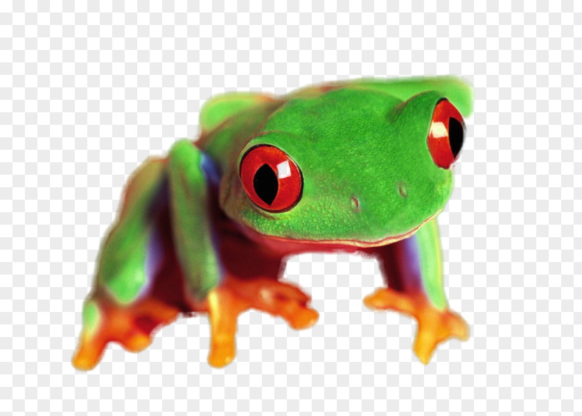 Frog True Tree Trisolde Ink PNG