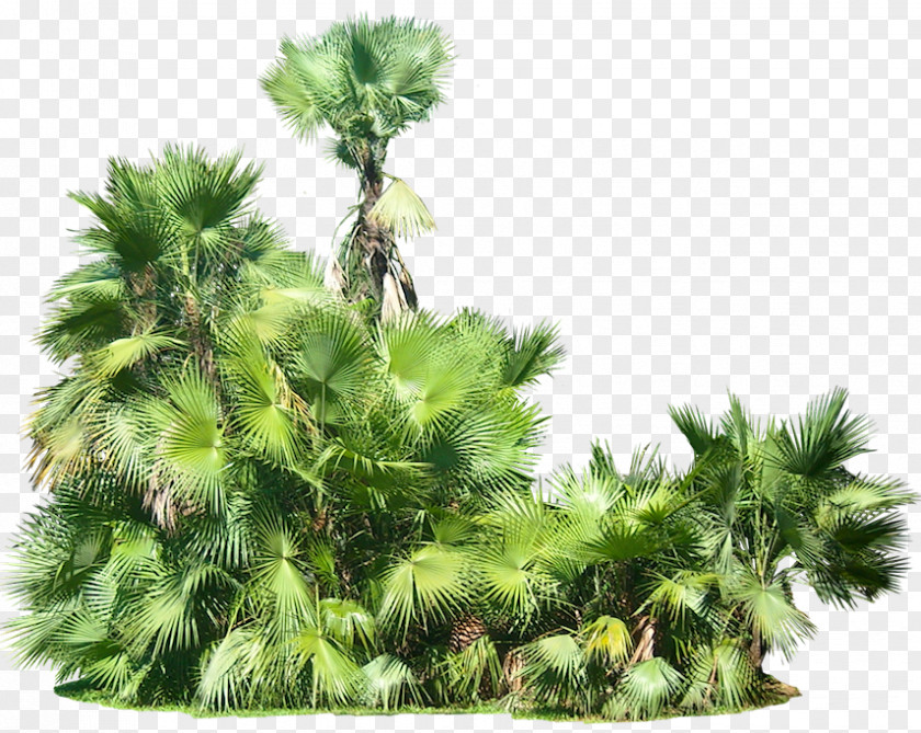 Tropical Plant Tropics Arecaceae Clip Art PNG