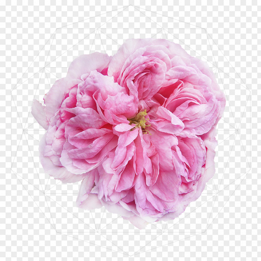 Watercolor Candy Damascus Damask Rose Rosa 'Ispahan' Garden Roses PNG