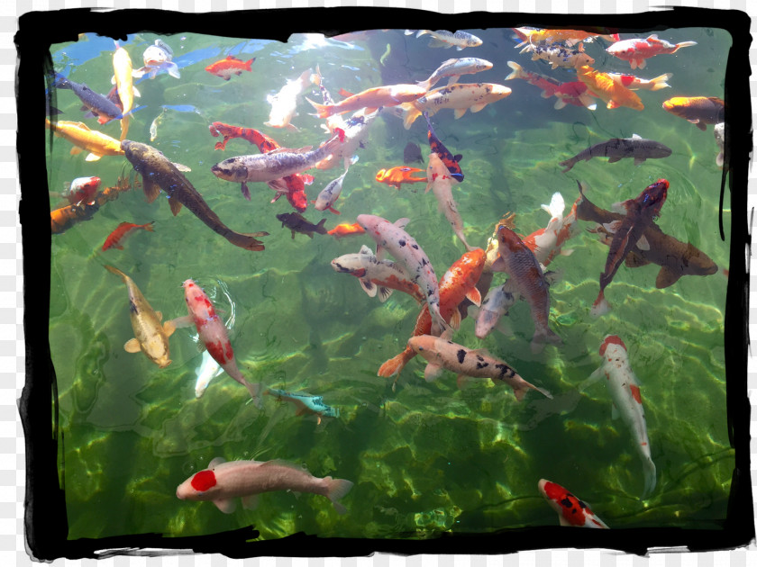 Aquarium Koi Pond Goldfish Fish PNG