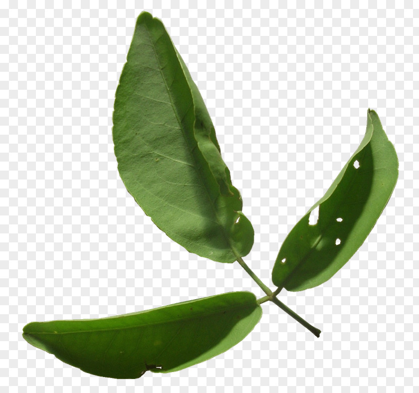 Mahadeva Indian Bael Lingam Bael's Leaf Hemidesmus Indicus PNG