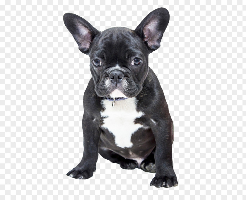 Puppy French Bulldog American Pug PNG