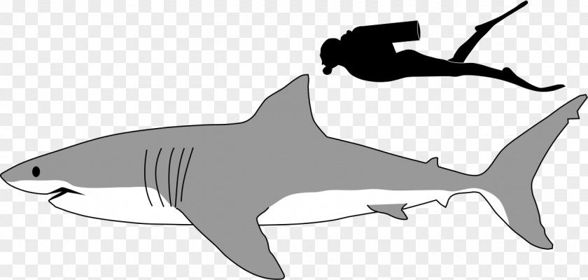 Black And White Shark Pictures Great Megalodon Lamniformes Tiger Clip Art PNG