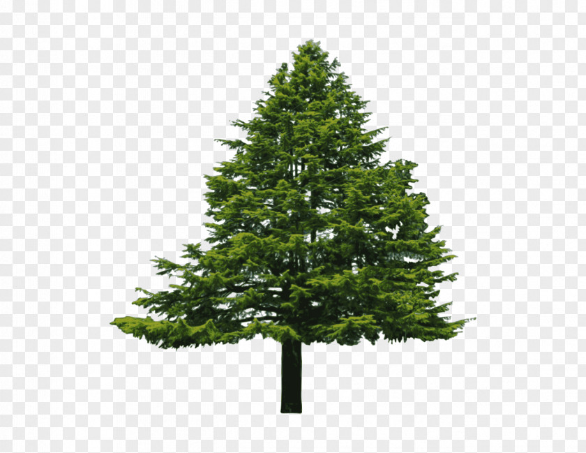 Bush Douglas Fir Conifers Evergreen Tree PNG