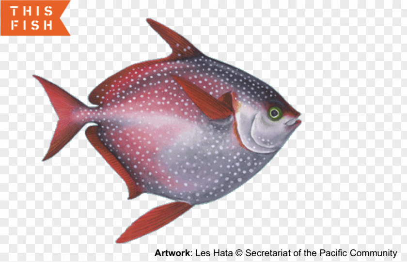 Fish Mackerel Scad Tuna Lampris Guttatus PNG