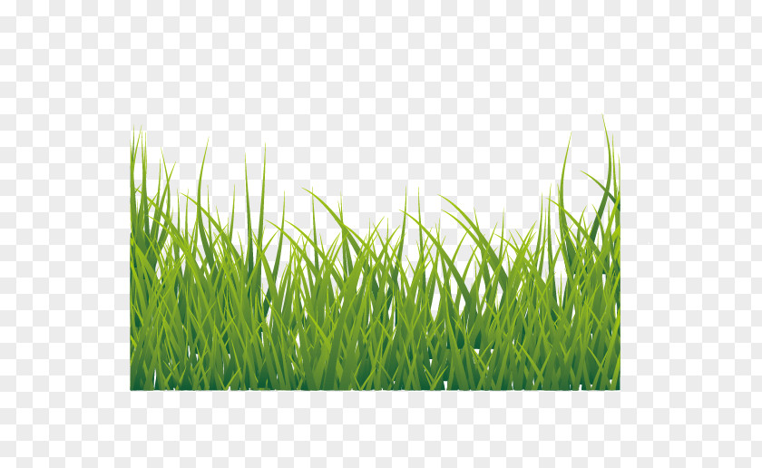 Green Grass Euclidean Vector Icon PNG