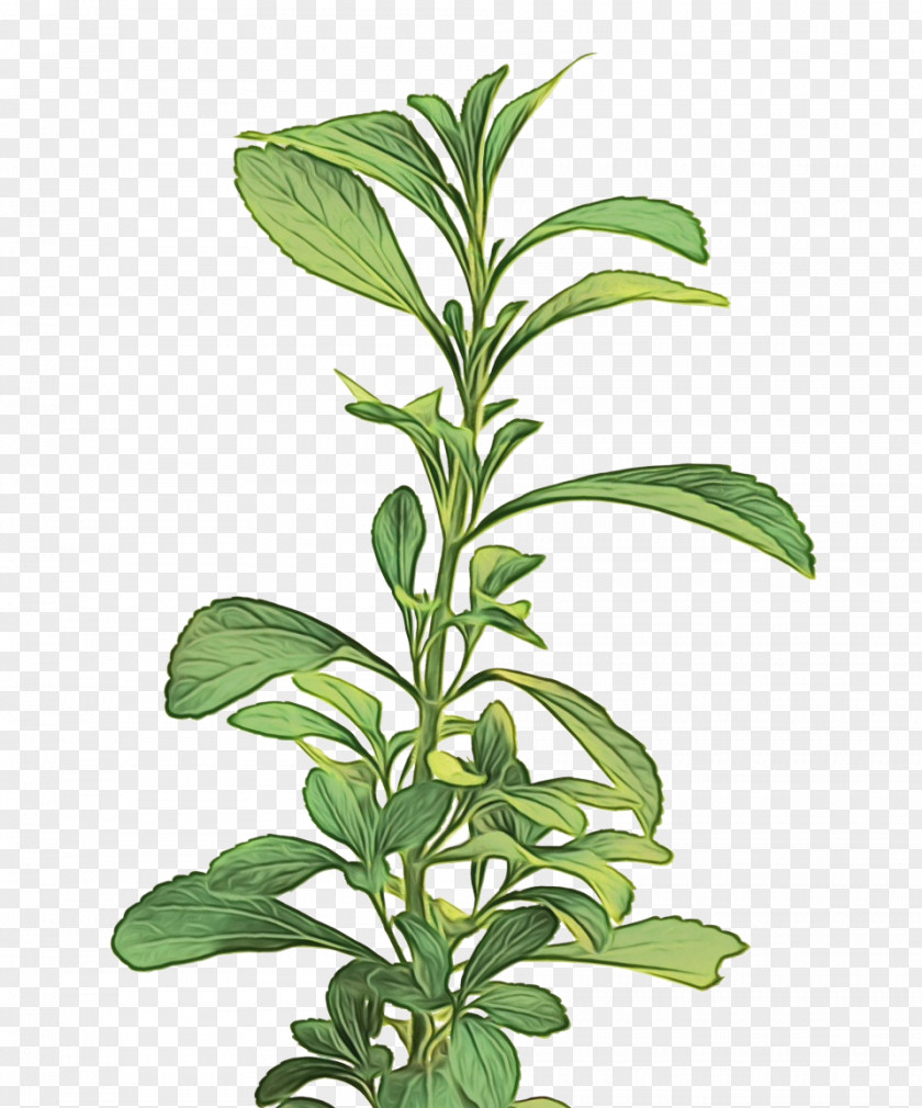 Leaf Herbal Medicine Plant Stem Herb Tree PNG