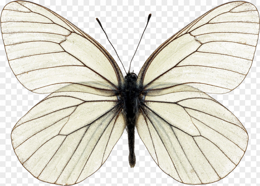 Papillon Butterfly Stock Photography Insect Morpho PNG