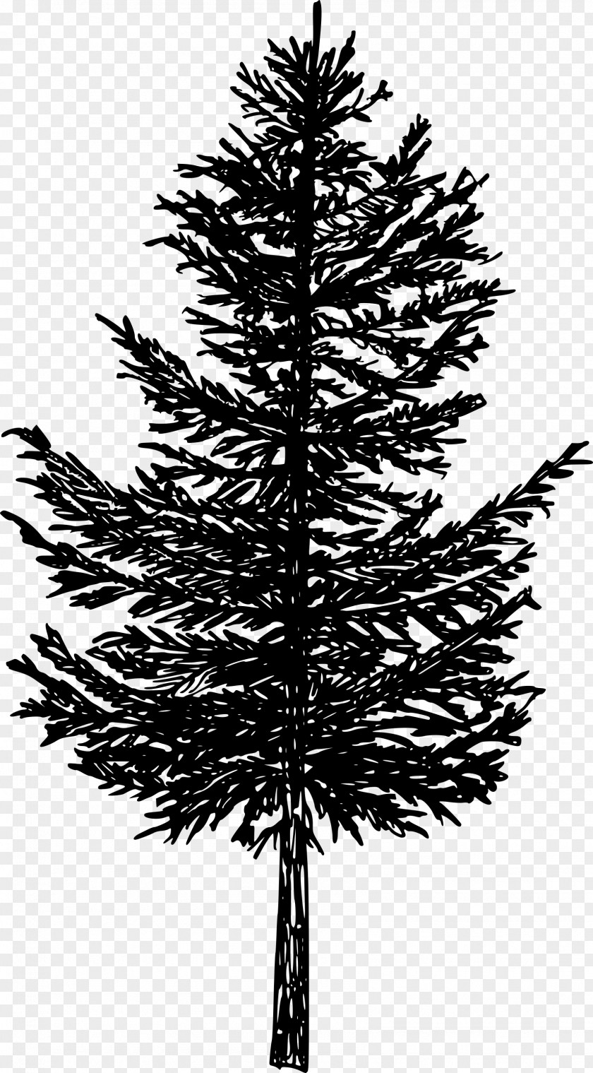 Spruce Image Clip Art Silhouette PNG