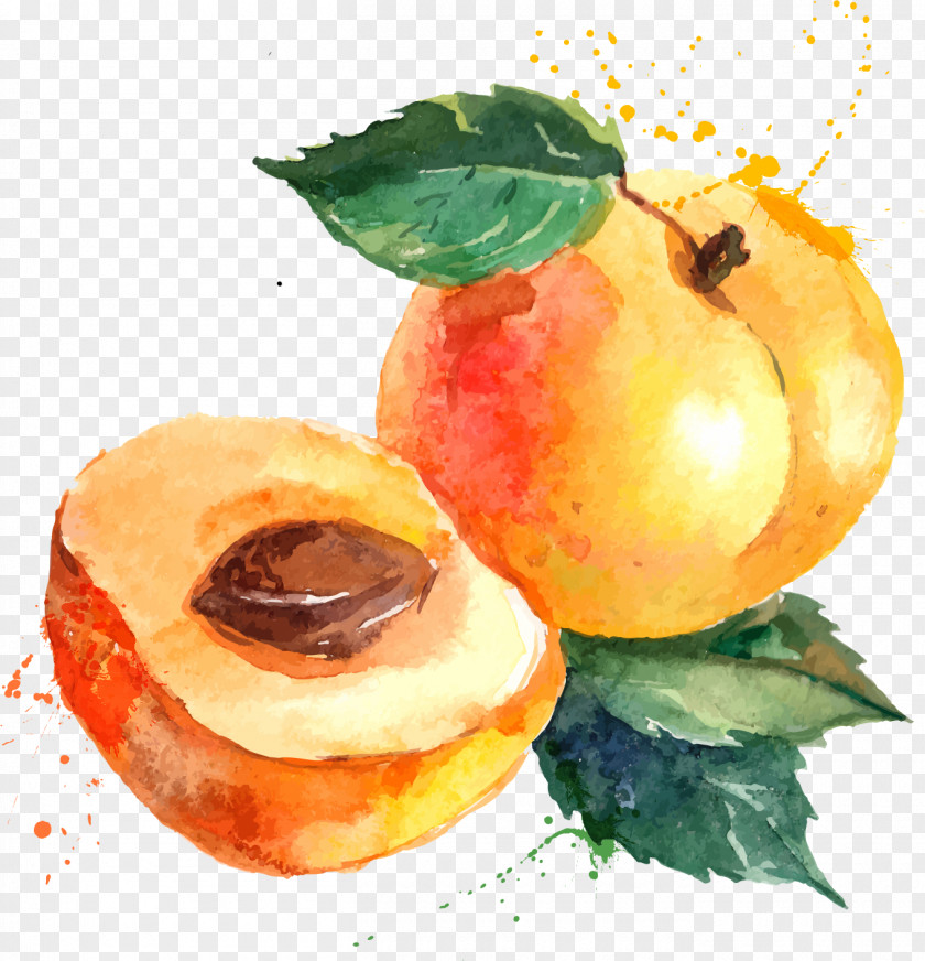 Apricot Eat Seasonably Eating Food PNG