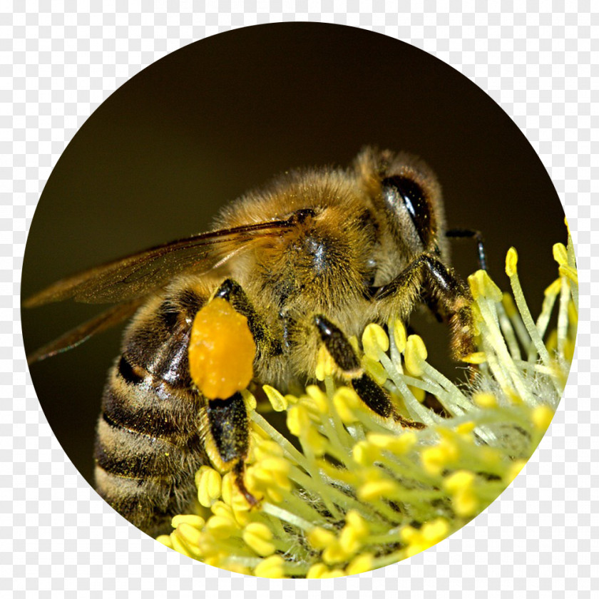 Bee Pollen Insect Honey Basket PNG