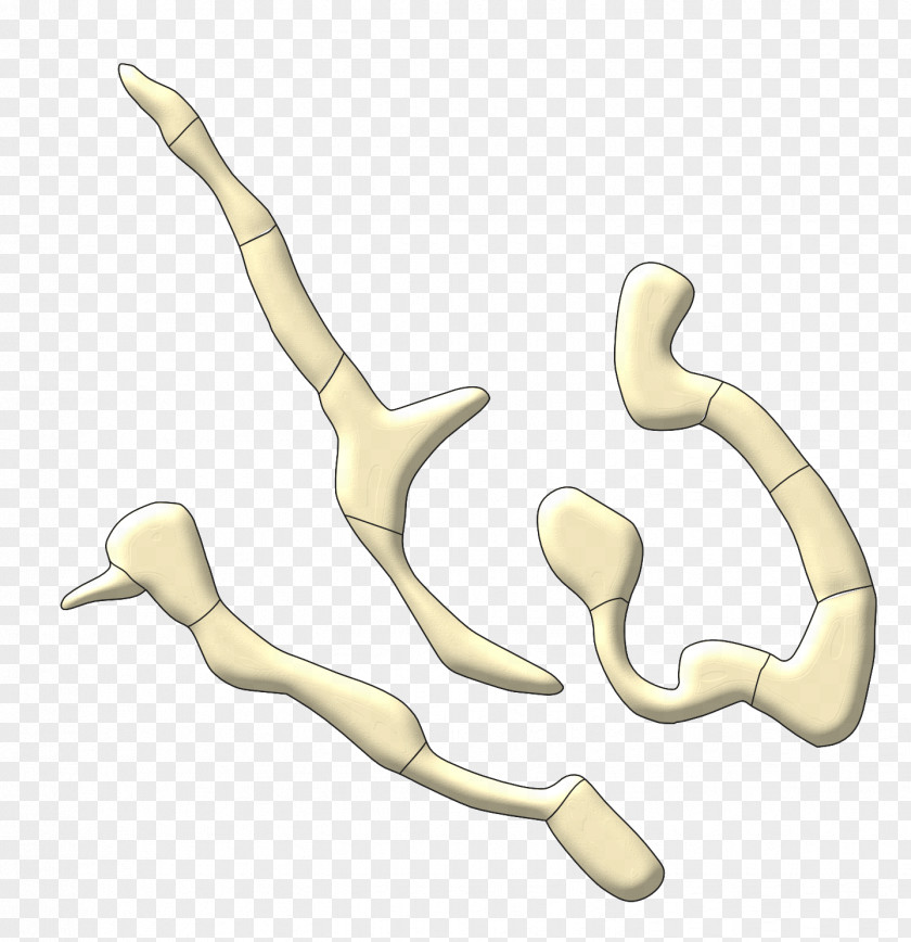 Design Thumb Animal Line PNG