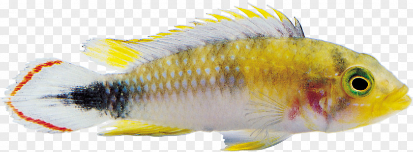 Fish Ornamental Goldfish Clip Art PNG
