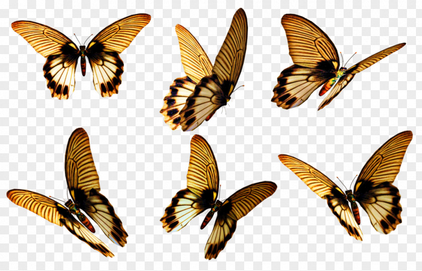 Flying Butterfly Stock Photography DeviantArt PNG