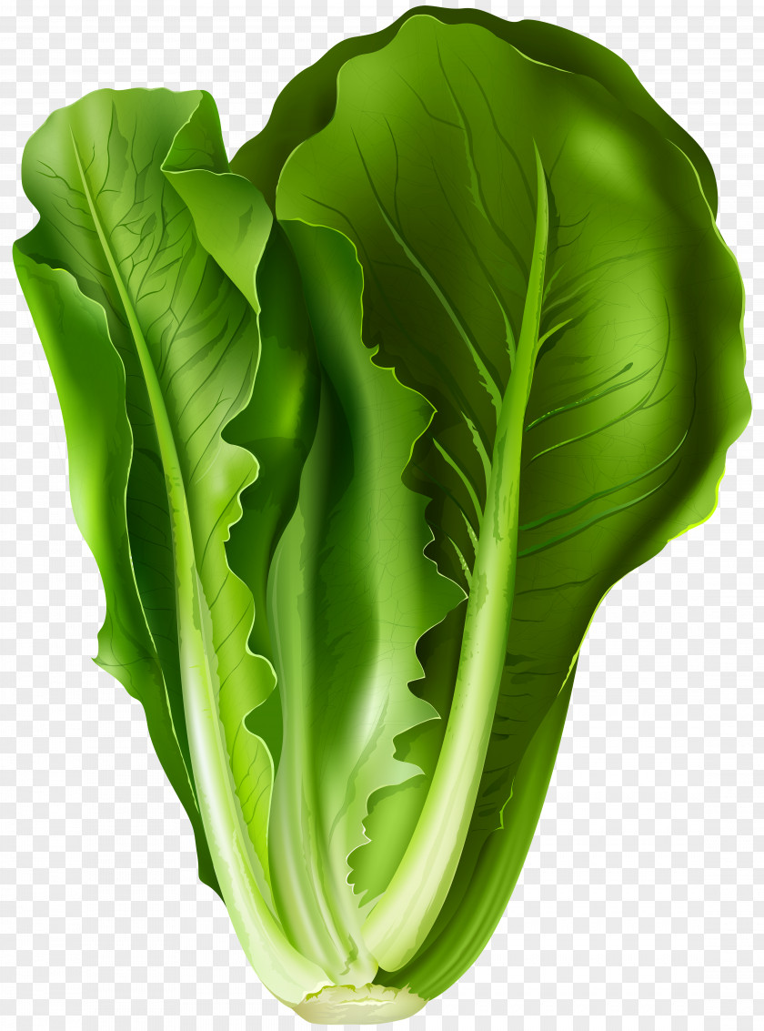 Lettuce Clip Art Image Romaine Sandwich Vegetable PNG