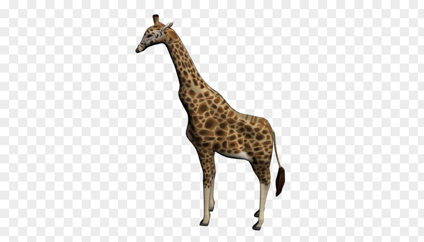 Reticulated Giraffe Northern West African 3D Modeling PNG