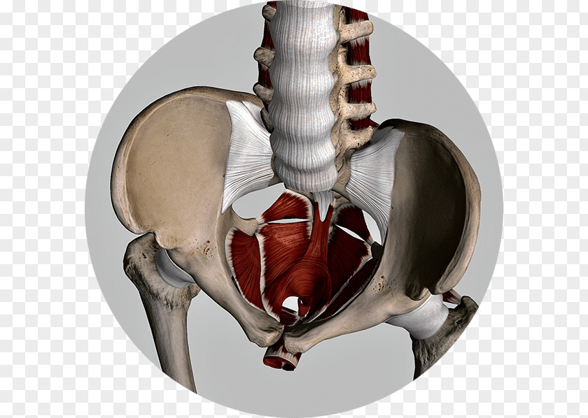Skeleton Pelvic Floor Dysfunction Pelvis Pain Physical Therapy PNG
