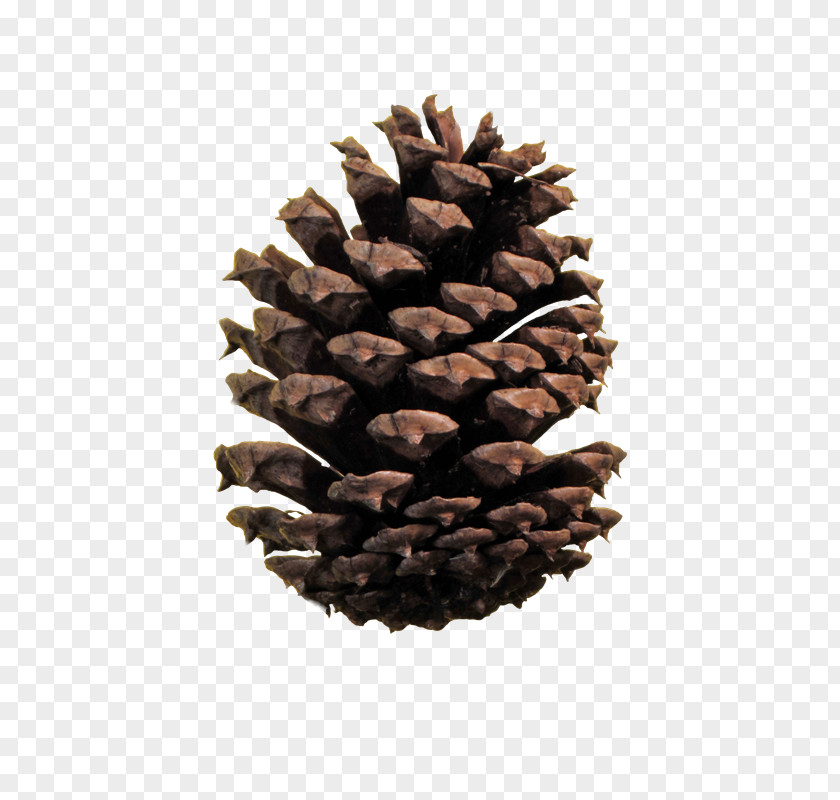 Conifer Cone Image File Formats Stone Pine PNG