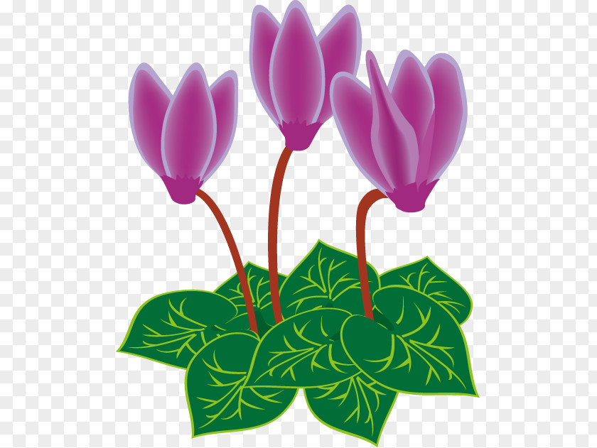 Cyclamen Persicum Royalty-free Clip Art PNG