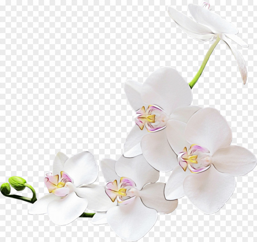 Dendrobium Alismatales Pink Flower Cartoon PNG