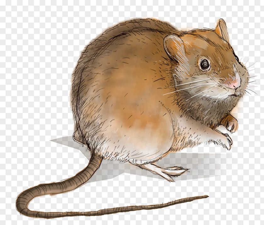 Field Mouse Gerbil Hamster Dormouse Whiskers Fur PNG