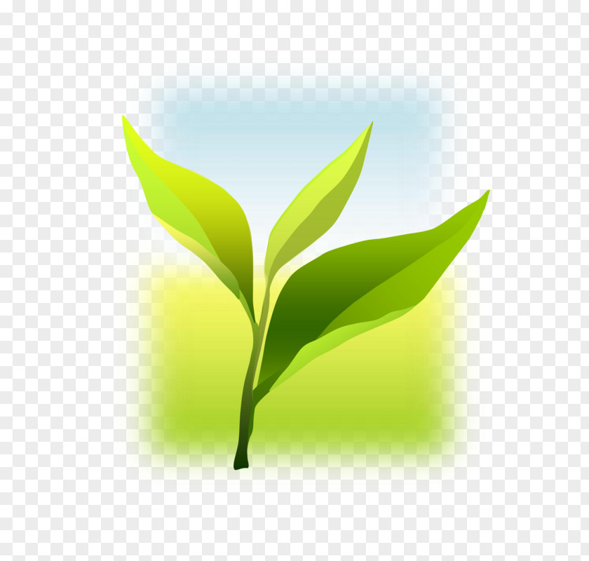Leaf Desktop Wallpaper Computer Plant Stem PNG