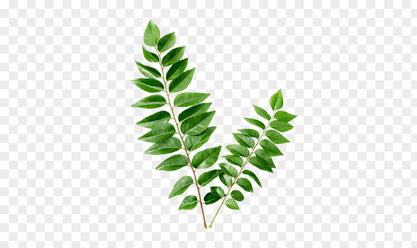 Leaves Plant Curry Tree Flavor Health Organic Food PNG