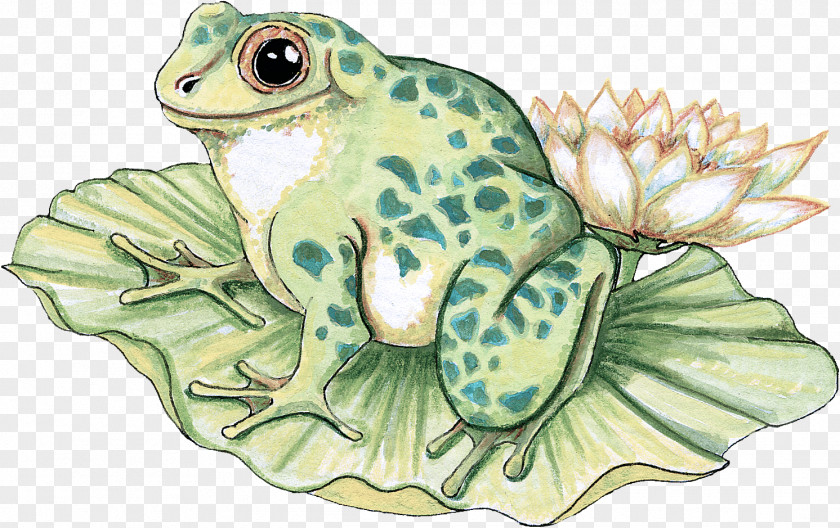 True Frog Toad Frogs Turtles Sea PNG