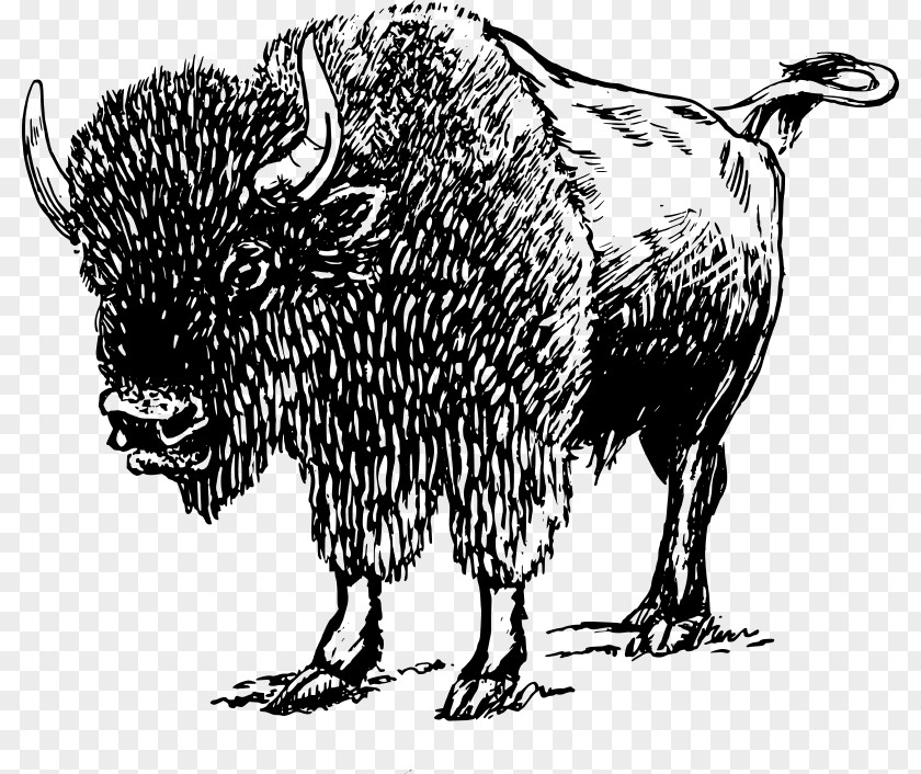 White Buffalo Wallpaper American Bison Image Clip Art Drawing PNG