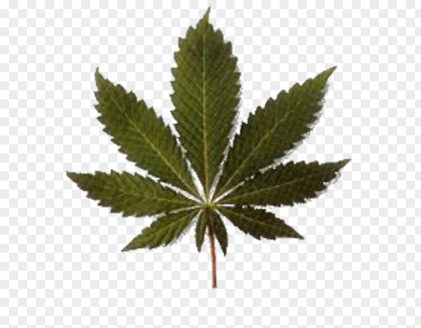Cannabis Medical Legalization Legality Of Decriminalization PNG