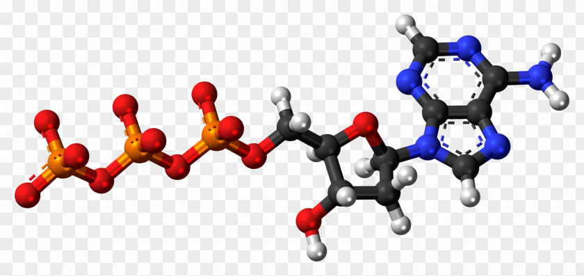 Dna Molecules Adenosine Triphosphate Diphosphate Monophosphate Molecule PNG