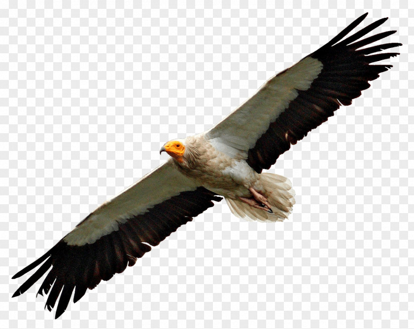 Hot Pot Egyptian Vulture Turkey Bald Eagle Bird PNG